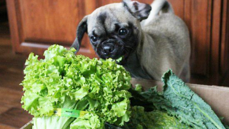 Can Dogs Eat Lettuce: The healthy snack for your dog - Major Health Tips